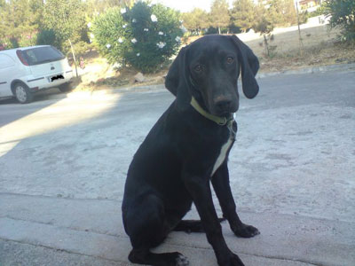 Ψάχνει ακόμα την Ραλλού…