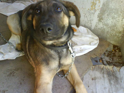 Ο Ρεξ ψάχνει σπίτι