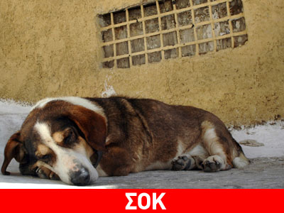 Του σκότωσαν τον σκύλο εν ψυχρώ