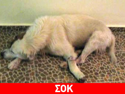 Του ακρωτηρίασε το πόδι με καραμπίνα