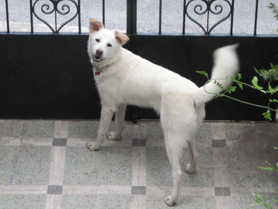 Και η Χλόη ψάχνει σπίτι!