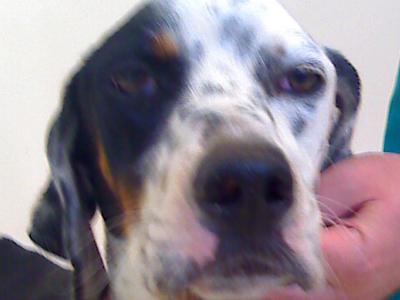 Ψάχνουν να του βρουν σπίτι