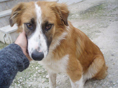 Η Ζήνα ψάχνει σπίτι