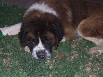 Άφησαν τον σκύλο να αργοπεθαίνει