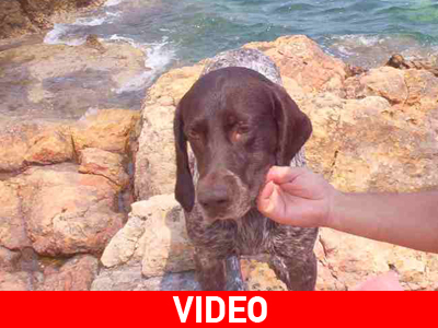 Έχασε τον σκύλο που «μιλάει»!