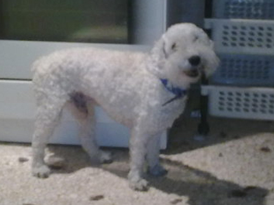 Ψάχνουν σπίτι για τον ηλικιωμένο σκύλο