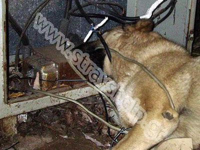 Σκύλος πέθανε από ηλεκτροπληξία