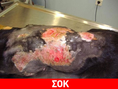 Πέταξε καυτό λάδι σε σκύλο