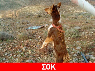 Σοκ: κρέμασε τον σκύλο