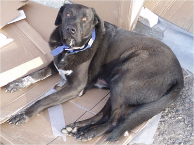 Υπάλληλοι του ΟΠΑΠ εξολοθρεύουν σκυλιά