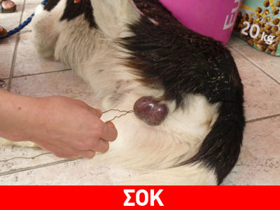 Έδεσαν με σύρμα τους όρχεις του σκύλου