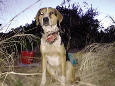 Κρέμασαν σκύλο ζωντανό, τον έσωσε 16χρονος