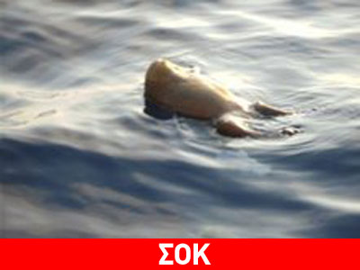 Έπνιξαν σκύλο πετώντας τον ζωντανό στην θάλασσα