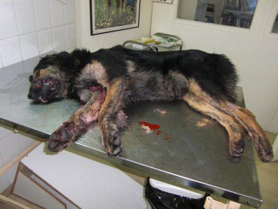 Πυροβόλησαν σκύλο