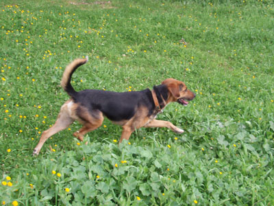 Πυροβολούσε τα αδέσποτα