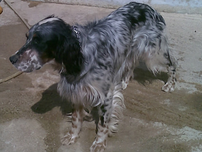 Ψάχνουν το σέττερ τους