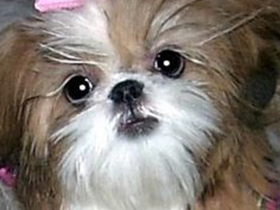 Ψάχνουν υπεύθυνους φιλόζωους για το σιχ τζου