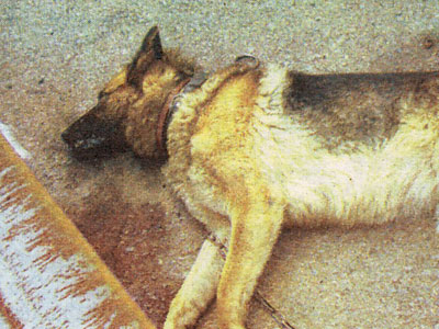 Τον πυροβόλησε ανάμεσα στα μάτια!