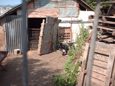 Τον παράτησαν στον τσοπάνη!