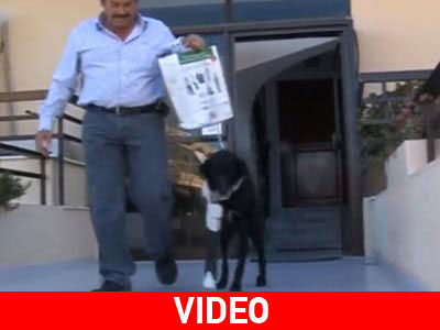 Πυροβόλησαν τα σκυλιά που έβγαλε βόλτα ο ιδιοκτήτης τους