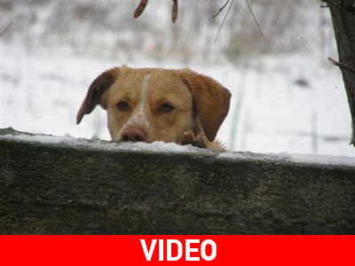 Εγκαταλείπουν τα σκυλιά τους δεμένα!