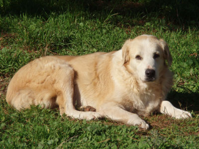 SOS για τα αδέσποτα στην Ρόδο