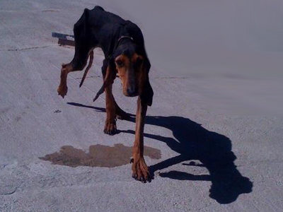 Είναι υγιέστατος και ψάχνει σπίτι