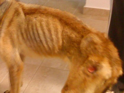 Ο Άργος και η μαρτυρική ζωή του