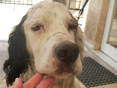 Περιφερόταν τυφλός και νηστικός