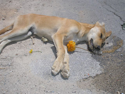 Στη λεβεντογέννα Κρήτη δηλητηριάζουν τα ζώα
