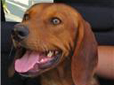 Ο Berry ψάχνει σπίτι!