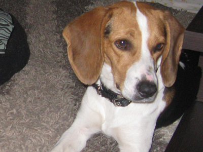 Βρέθηκε στο Τατόι