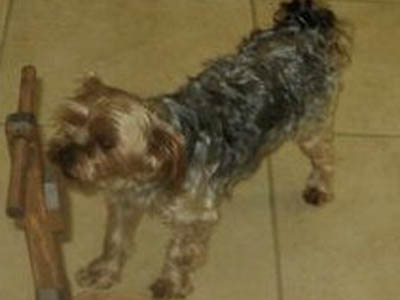 Χάθηκε στον Γέρακα