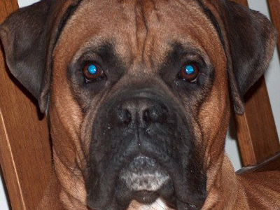 Έχασαν το μπόξερ τους που πάσχει από επιληψία