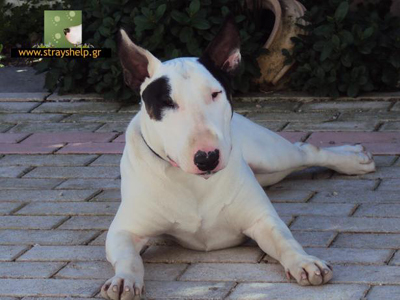 Χαρίζεται Bull Terrier