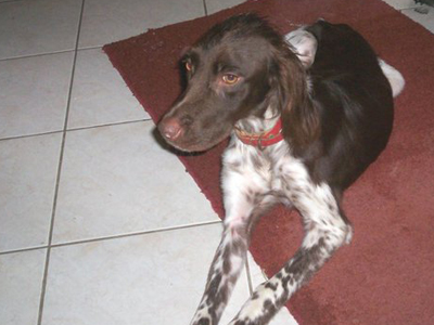 Ψάχνει σπίτι και η πανέμορφη Choco…