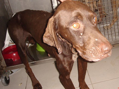 Άλλο ένα κυνηγόσκυλο σε άθλια κατάσταση στη Ρόδο