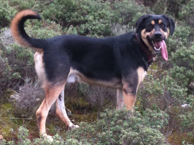 Ο Νταρ εξαφανίστηκε από την Πολιτεία