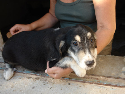 Οι πλούσιοι αδιαφορούν για τα αδέσποτα της γειτονιάς τους