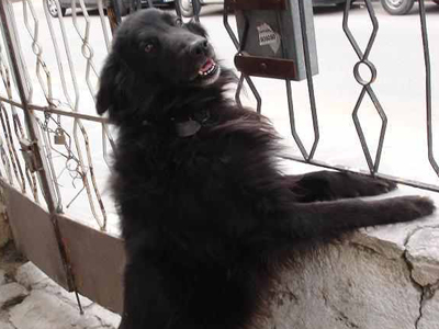 Χάθηκαν δύο σκυλιά στην Ελευσίνα