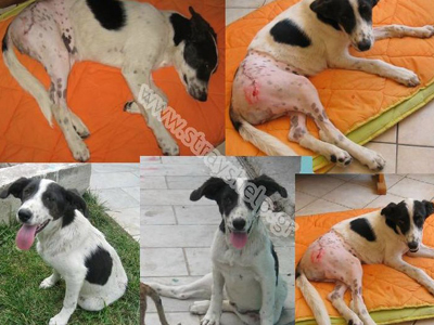 Ας βοηθήσουμε τα κορίτσια που βοηθούν τ’ αδέσποτα