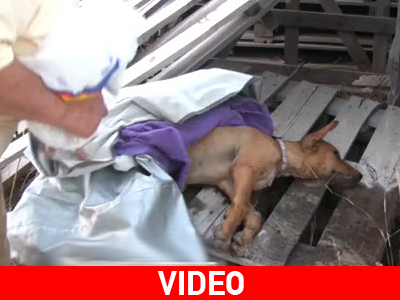 Φόλες σε σκυλάκια στη Ρόδο