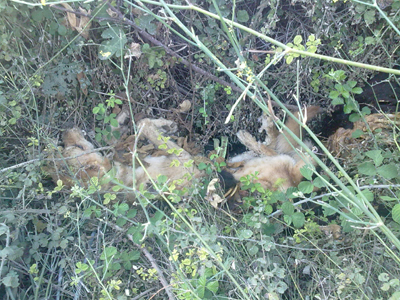 Εβδομαδιαίο δελτίο κακοποιήσεων ζώων στα Χανιά