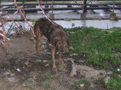 Έγκλημα διαρκείας σε βάρος των ζώων στο Ηράκλειο Κρήτης