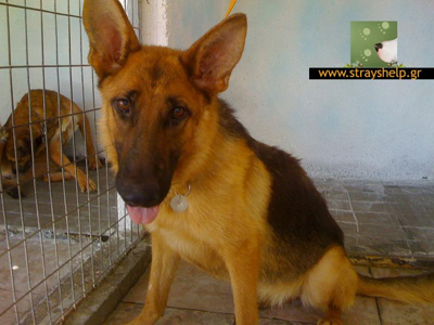 Χαρίζονται γερμανικοί ποιμενικοί