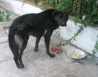 Ψάχνουν τον τραυματία Γκούφη