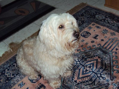 Χάθηκε και τον αναζητούν…