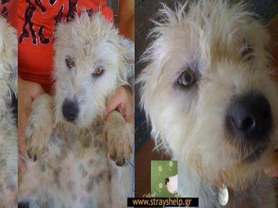 Η γκριφονίτσα ψάχνει φιλόξενο σπιτικό!