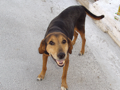 Τον καταδιώκουν χωρίς λόγο οι κάτοικοι του Καματερού