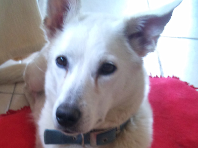 Χαρίζεται η ζαχαρένια ημίαιμη Καναδέζα